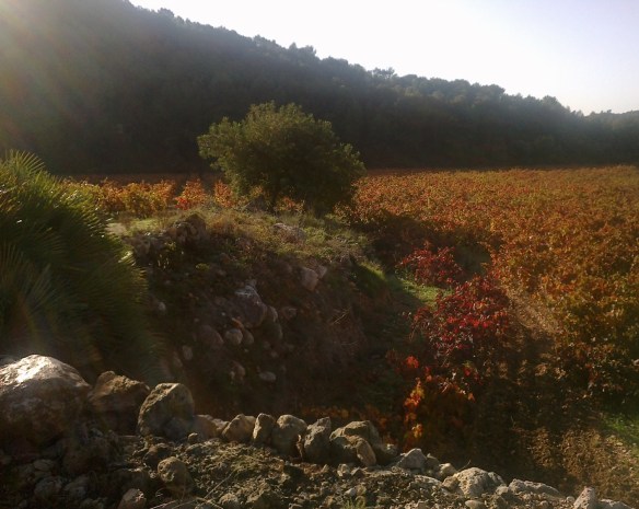 ViñaMargeOliveraMargalló