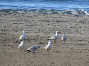 gaviotas