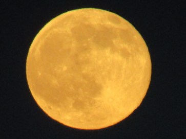 Luna Amarilla.JPG